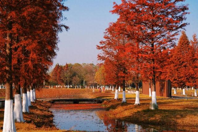 松滋冬日限定“红”，就在稻谷溪