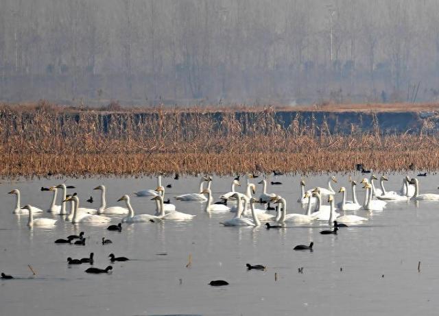 市民自驾打卡“天鹅湿地”