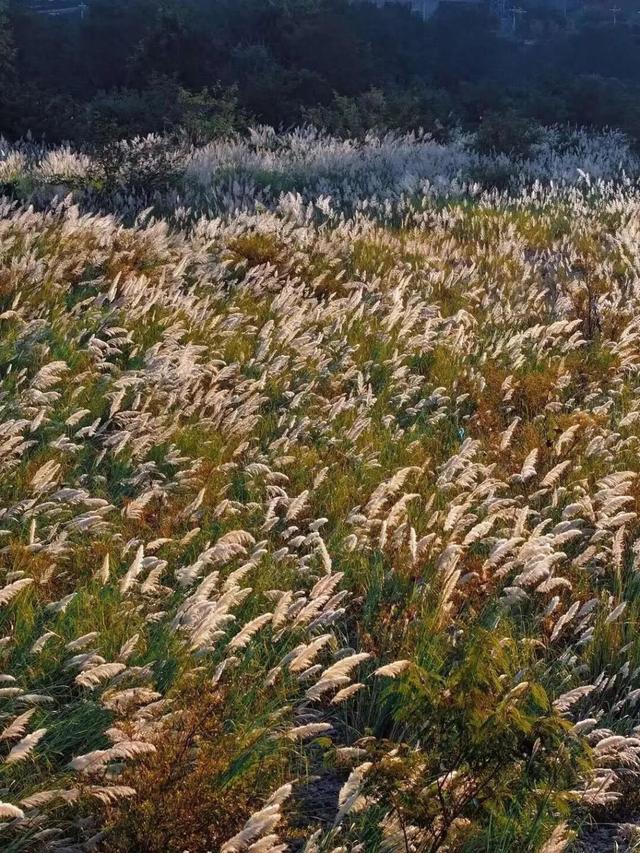 属于福安人的第一场“雪”来了！