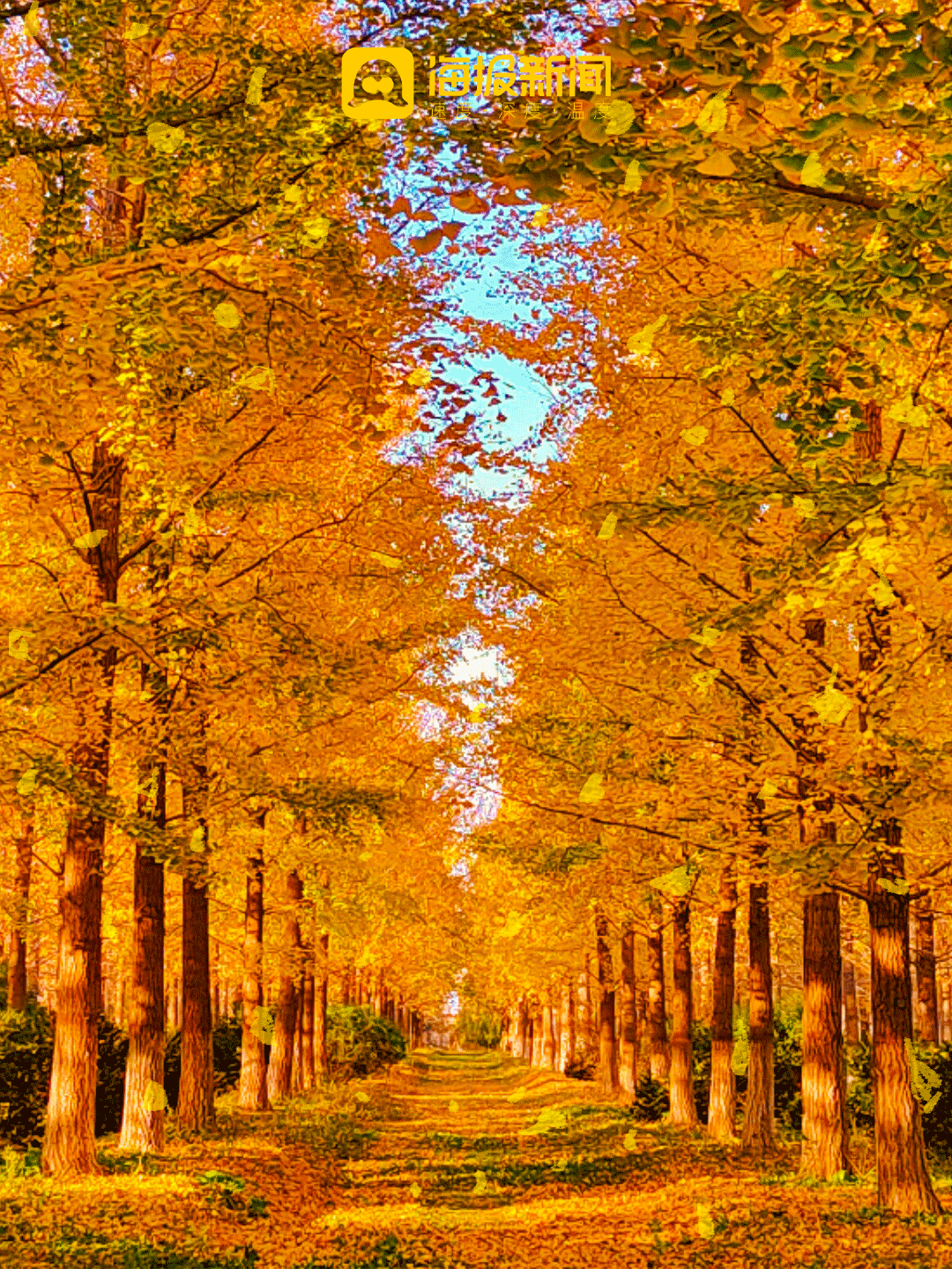 动图海报丨那就好好告别吧，在潍坊最后的秋景里！