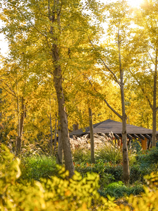 地铁直达！上海这个免费公园化身金色世界→