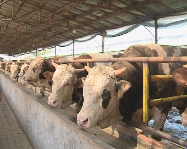 悠然家乡，蓝天白云，青山绿水，自然之美无处不在。请到大美盘山来（第661篇）