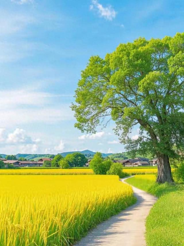 麦子地里的故事（从泥土里长出来的爱情故事第七篇麦穗黄时）