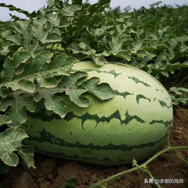 全国哪的“西瓜”最好吃？经过评选这八个地方上榜，有你家乡吗？