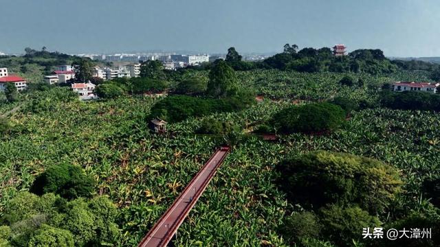 漳州芗城，文旅大跨步！请你去芗城香蕉海，喝杯香蕉奶昔