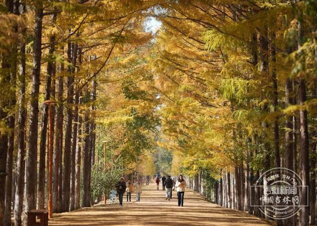 吉镜头丨赏秋必打卡——百木园“黄金大道”
