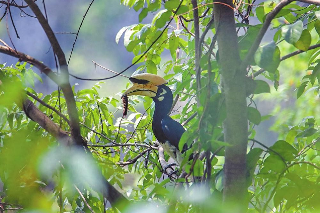 大新县以生态IP激活文旅“流量密码”