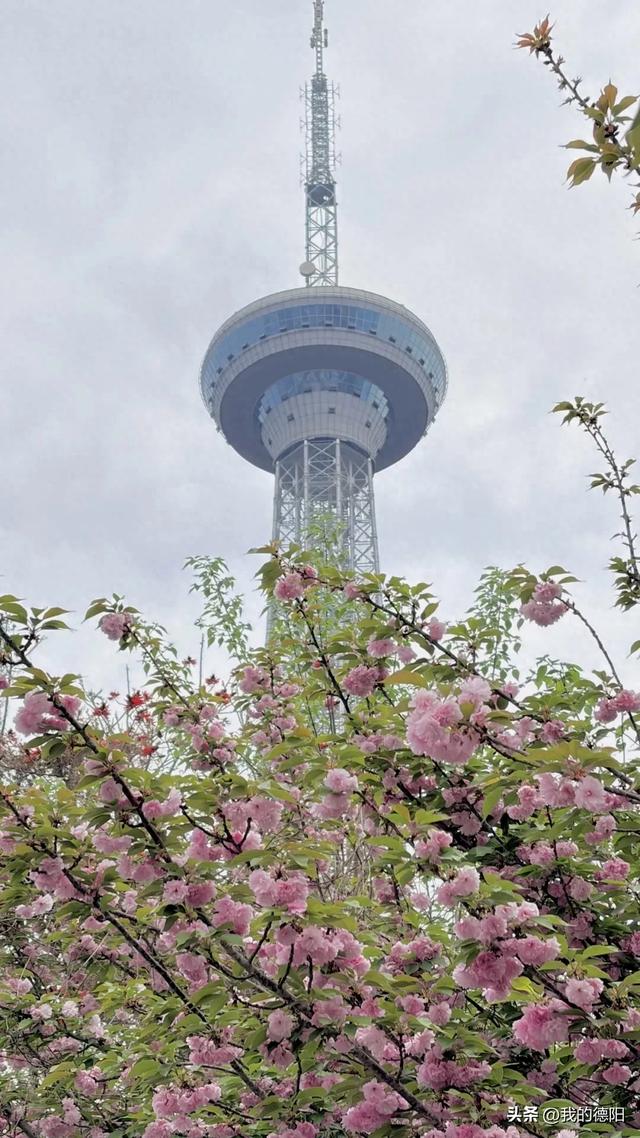 刷屏了！德阳这条“樱花大道”限时返场！路过的全都要刹一脚