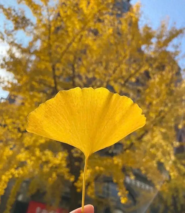 熊猫森林攻略(公园见到它)