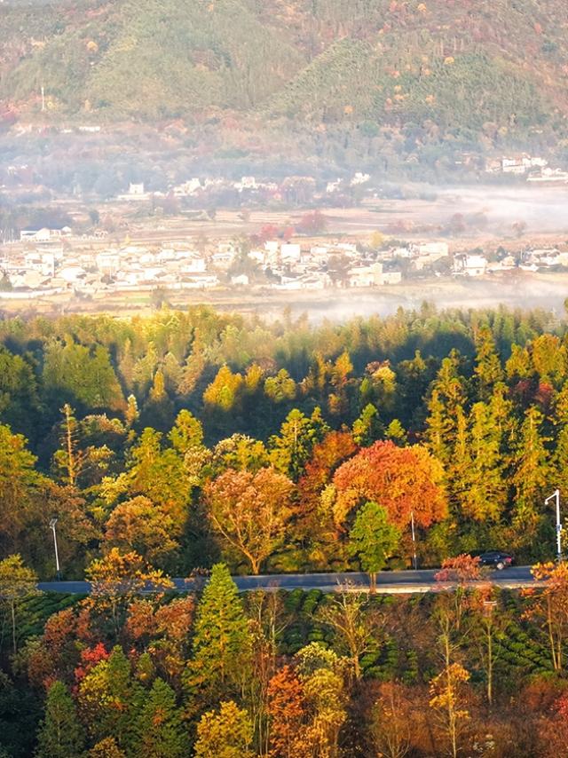塔川秋色已上线！乌桕+民宿，等你来打卡~ | 皖美秋日