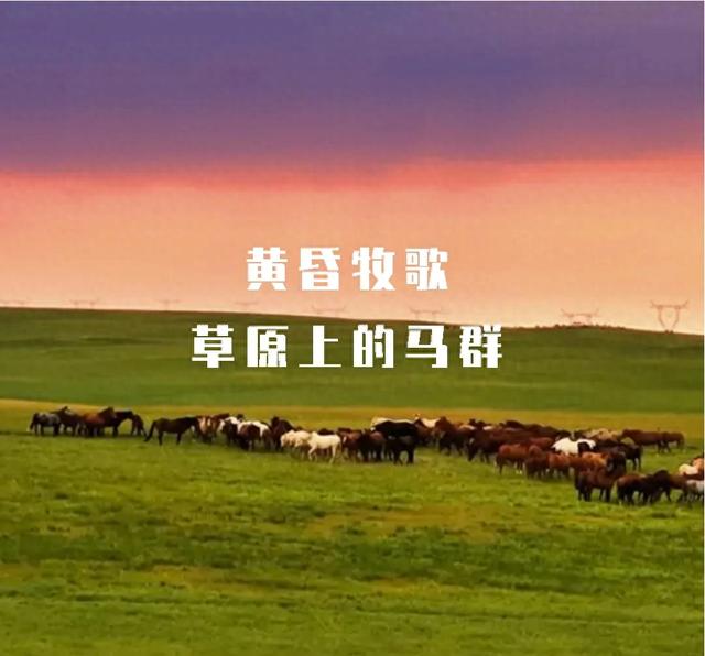 黄昏牧歌：草原上的马群