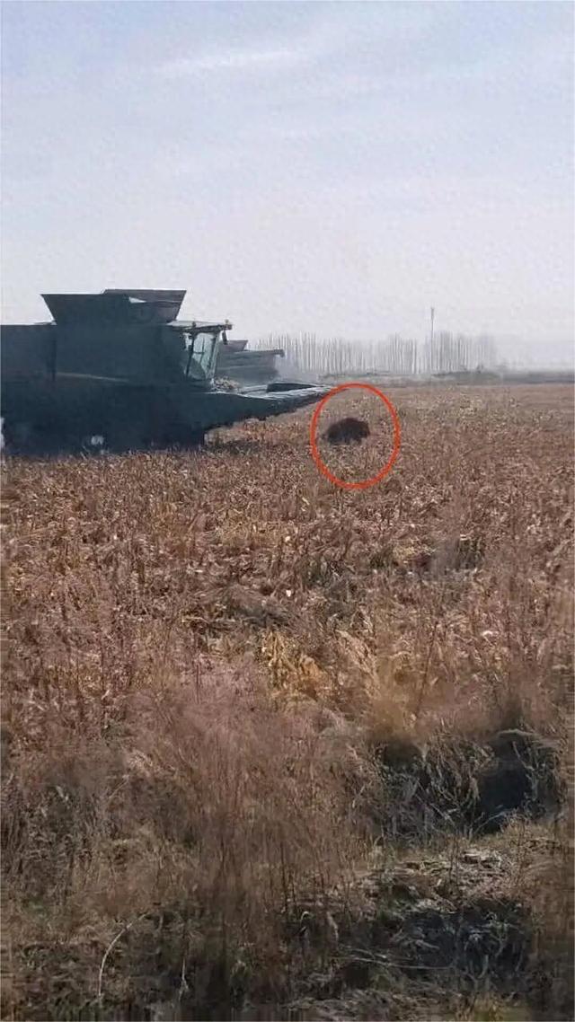新疆阿克苏一片正在收割的玉米地窜出3头野猪，收割机“追截”2小时抓住1头