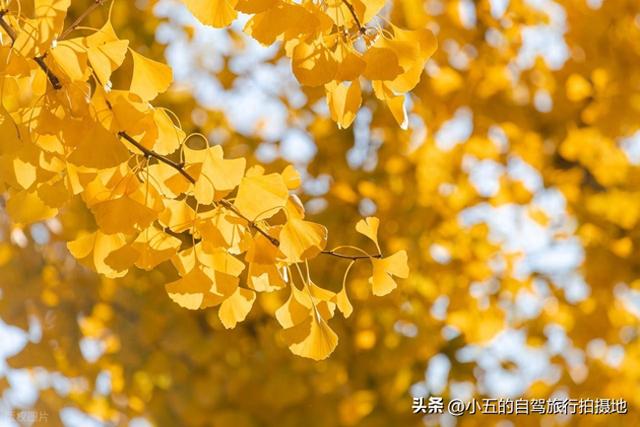富阳秋季自驾攻略：66KM 赏银杏乌桕，2025 杏会路线全落地