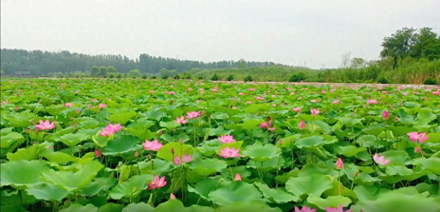 夏日最美的风景 莫过于荷花盛开