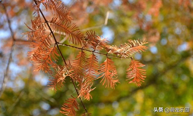 汉口江边池杉换装了，秋日暖橘色叶片，随手一拍都是绝美画面