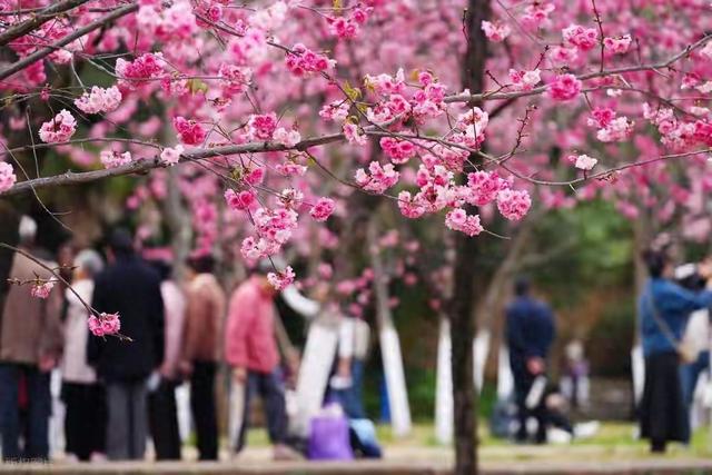 别开车！别开车！圆通山赏花攻略来了，错过这波等明年。