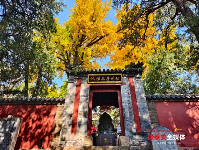 深秋泰山普照寺：银杏染金橡林换装 古刹秋光入画来