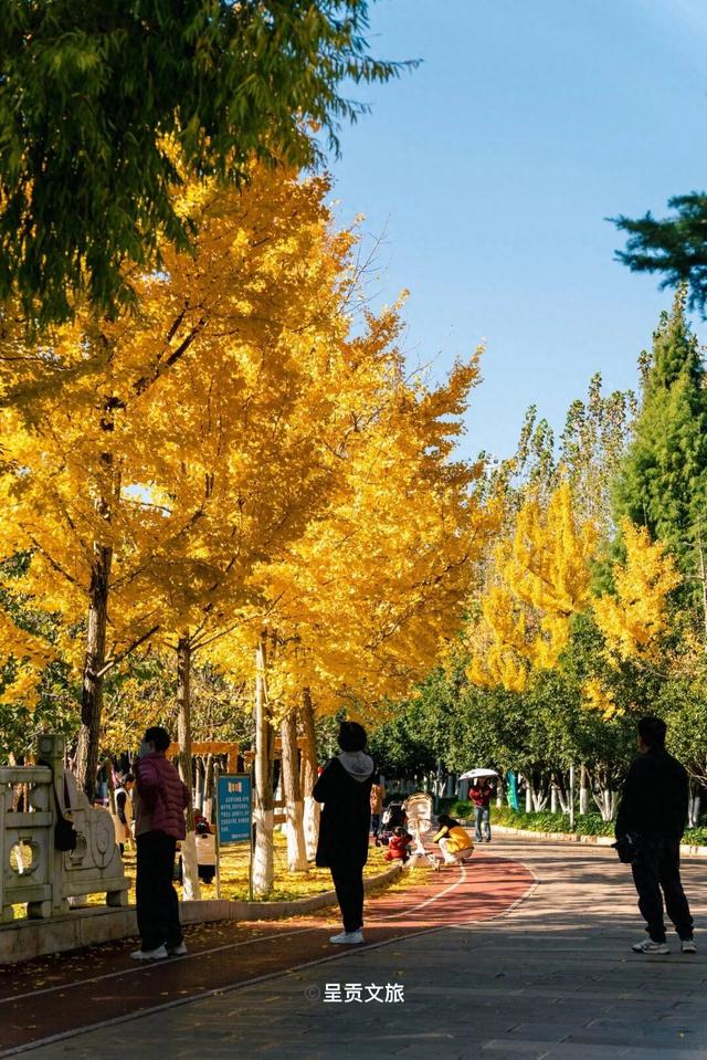 冬日呈贡洛龙公园，一天看尽四时之景