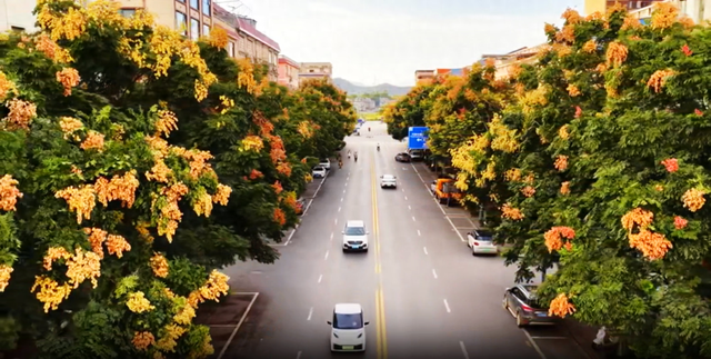 钟山栾树盛装迎秋，满城“灯笼”映红天空！