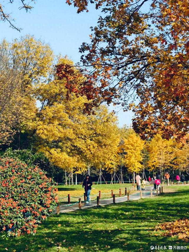 秋高气爽，金色泉城公园