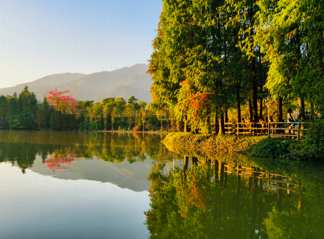 速报！七星岩落羽杉开始变红，快来get秋天的第一张大片