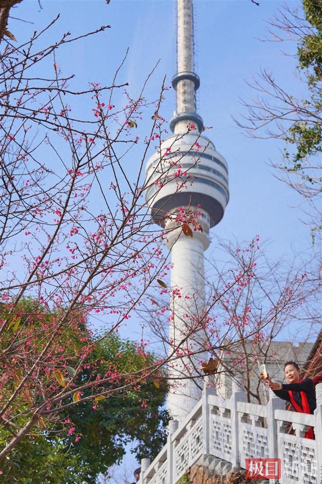 武汉龟山公园早樱“抢跑”成功 冬日限定浪漫拉满
