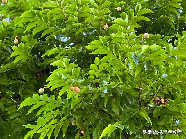 灯火葳蕤拼音（葳蕤怎么读）