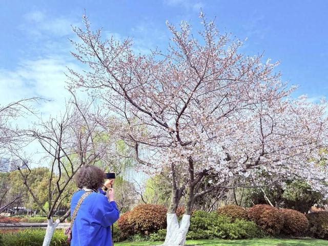 报！常州网红樱花开了！