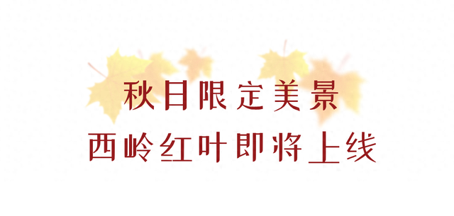 划得来！秋天来西岭雪山看彩林，门票直接免了！