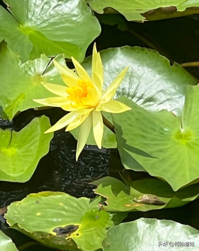 荔湾湖睡莲