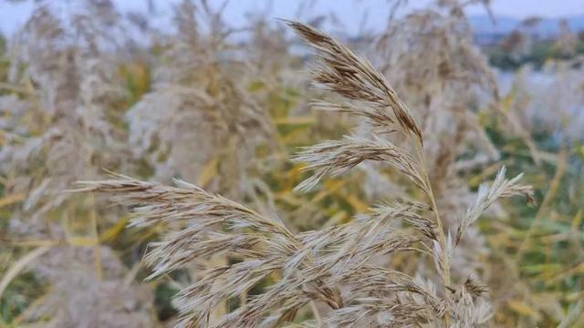 自然之美！初冬的芦苇花，蟠龙河畔一道亮丽的风景线！