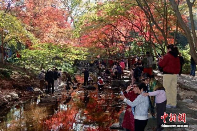 浙江杭州：九溪“枫”景如画引游人