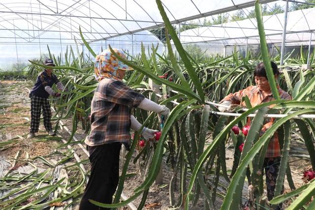 郫都夏日采摘全攻略！火龙果+葡萄+小番茄，甜蜜暴击→