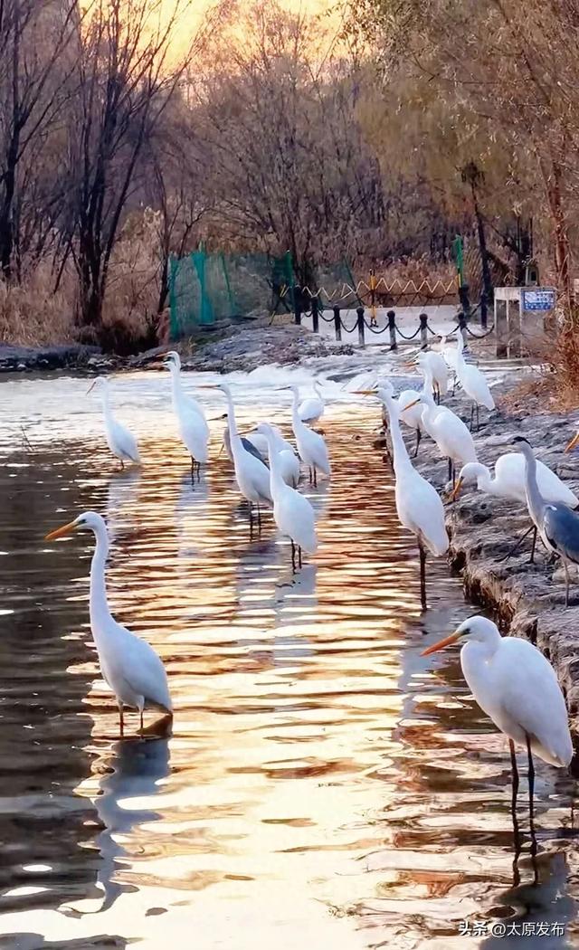白鹭归时又一冬