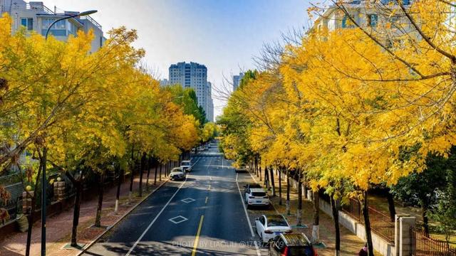 “焦糖色秘境”上线！超级出片！日照这里错过再等一年！