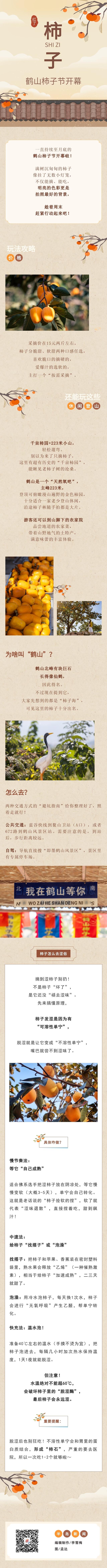 长图站｜“柿”间美味，鹤山柿子又红啦！周末约起来吧