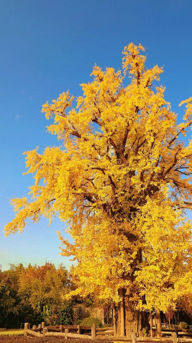 一叶知秋，一树成金，又到银杏醉美时