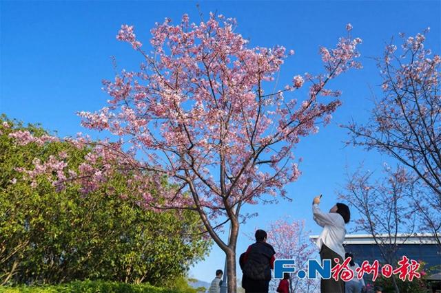 春日限定版风景！福州这里，粉樱飞舞！
