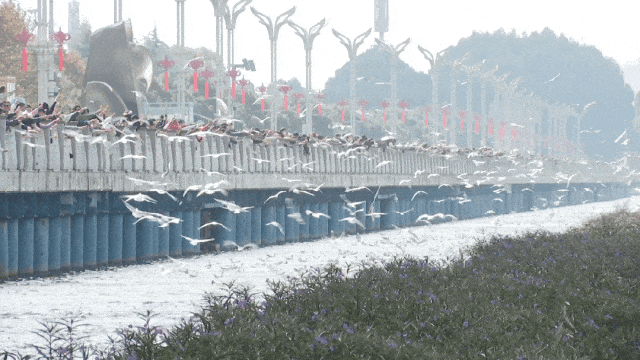 昆明人私藏观鸥地图+观杏！滴滴6折立减35元打车券直接薅