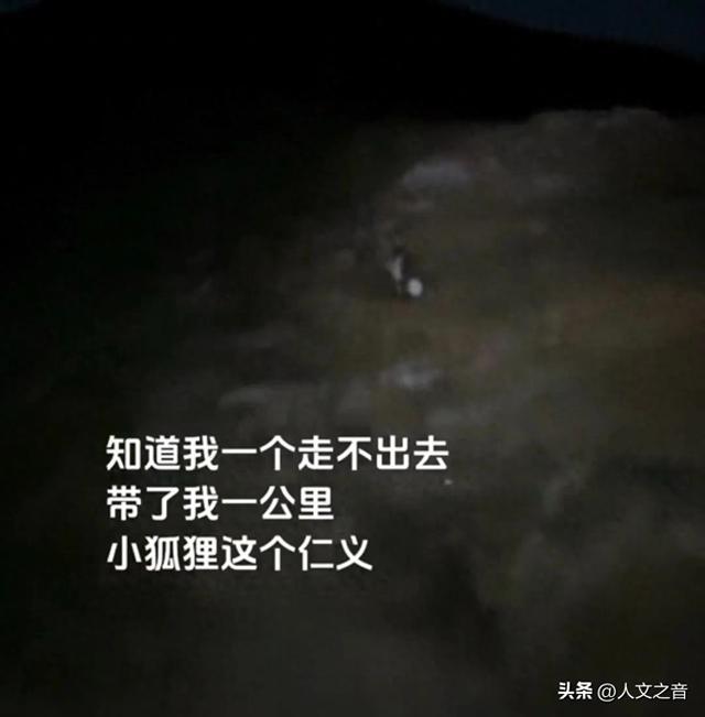 国庆假期奇闻：被困五台山偶遇狐狸引路