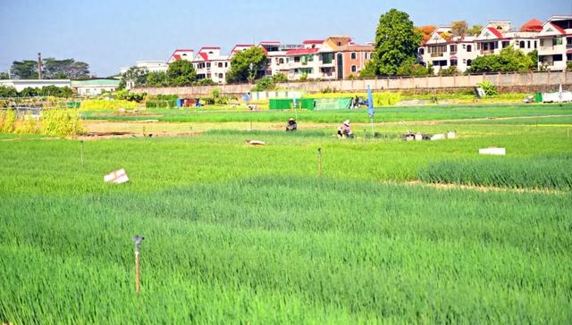 石碣好 “景”!拥抱生态绿地,感受田园风光~