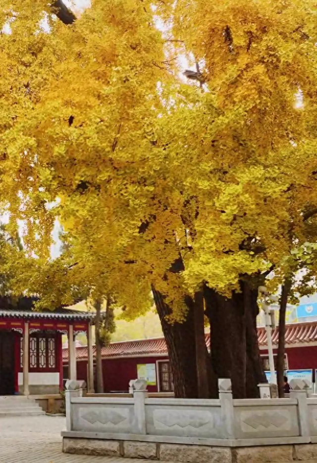 初冬限定金黄！2000多年银杏美成画卷，就在平度这里→