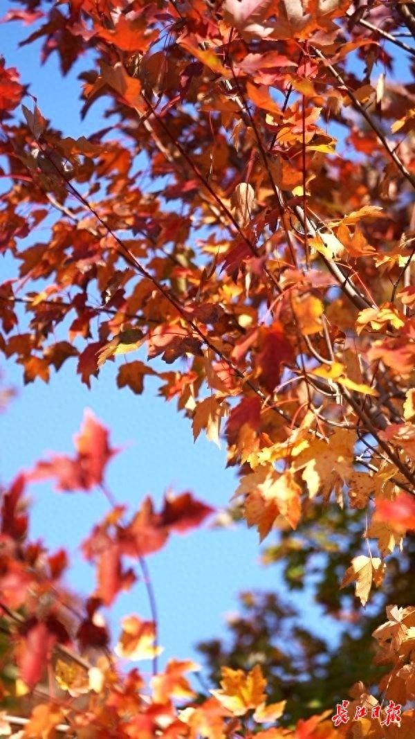 深秋红枫现美景，校园变成“调色盘”