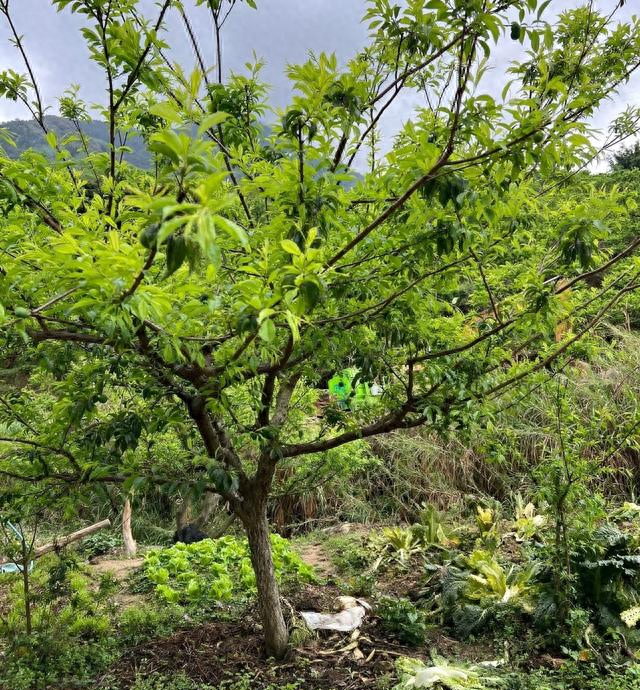 森林蔬菜有哪些种类（这5种蔬菜爱阴凉）