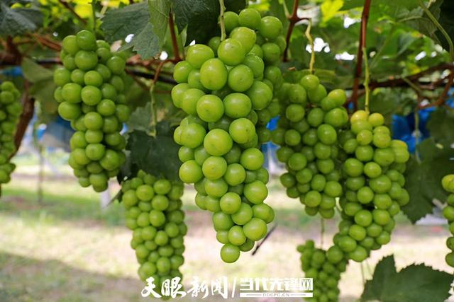 看演出，摸鱼，捉鸡……黔西市洪水镇“葡萄亲子采摘节”明日启幕