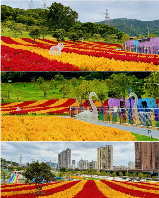 秋日限定！邂逅绚烂凤尾鸡冠花海