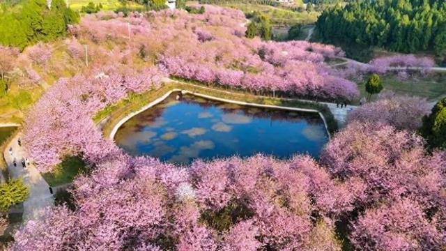 春节暖春至 七彩樱花谷樱花盛放引客来