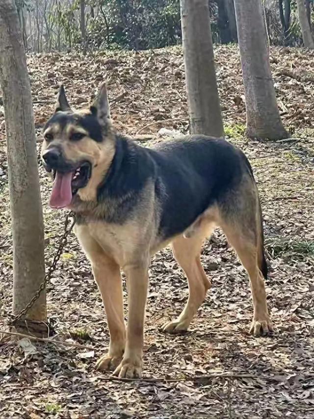 陕西外逃狼犬已被击毙六条，没有逃跑的狼犬也全被打死