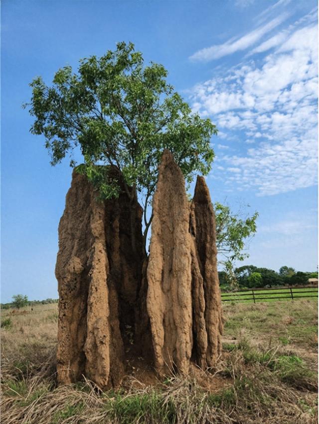 【异域风情】李后强：澳洲的“达尔文金字塔”