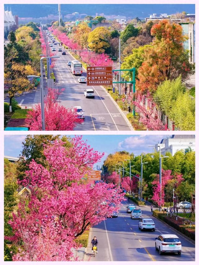 冬樱花、梅花、郁金香、虞美人......昆明最全赏花攻略请查收